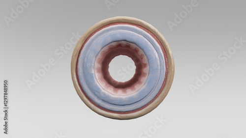 3D Histological cross-section of a muscular and elastic artery, showing tunica intima, media, and adventitia. Detailed medical illustration for educational, anatomical, and vascular study