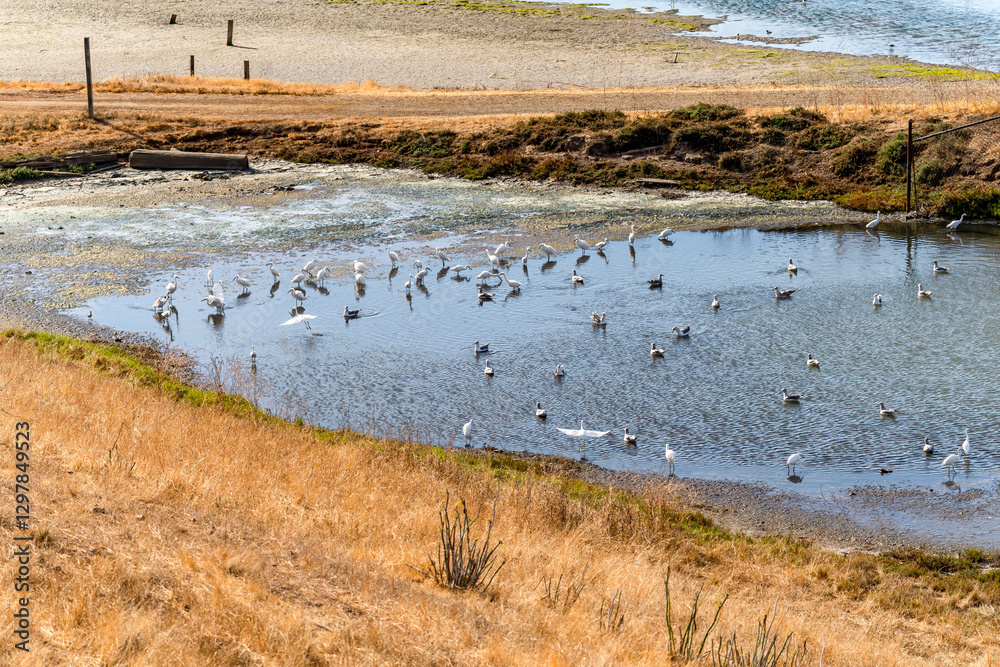 Many Snowy egrets (Egretta thula) walks in shallow water, Coyote Hills Regional Park Many Snowy egrets (Egretta thula) walks in shallow water, Coyote Hills Regional Park