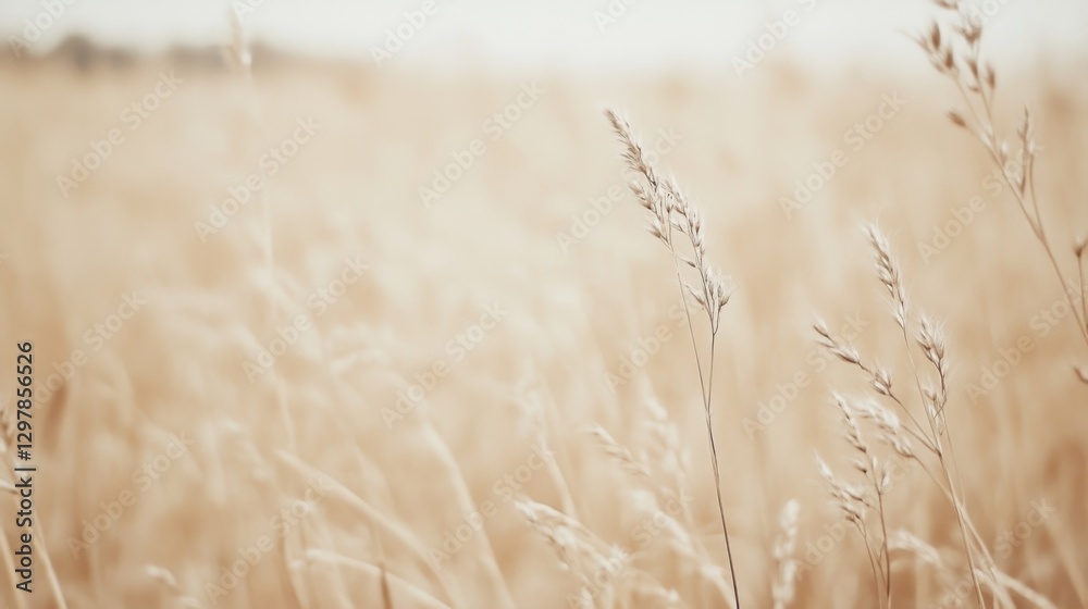 Obraz premium Golden Field Grassy Meadow