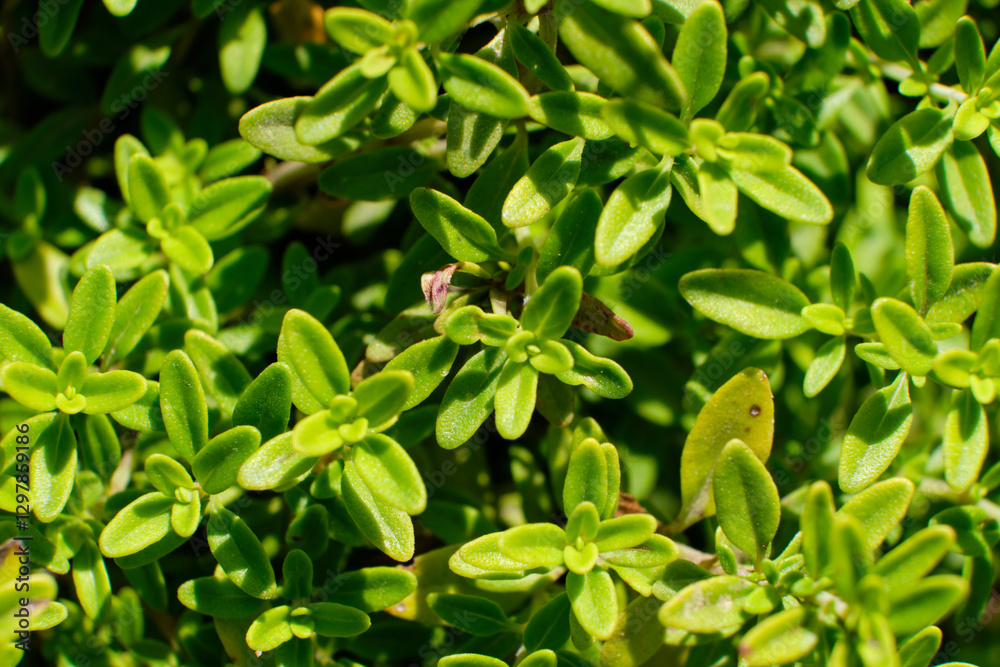 Green leaves of garden plant close-up macro Green leaves of garden plant close-up macro