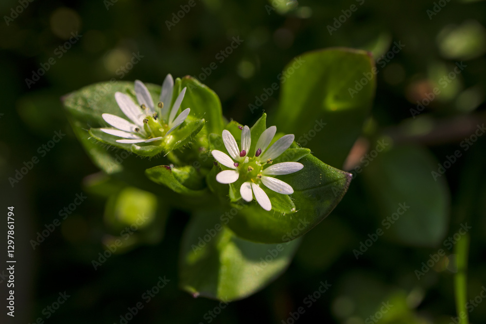 Stellaria media Common Chickweed flower spring