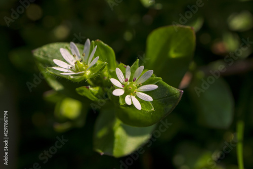 Obraz na płótnie Stellaria media Common Chickweed flower spring w salonie