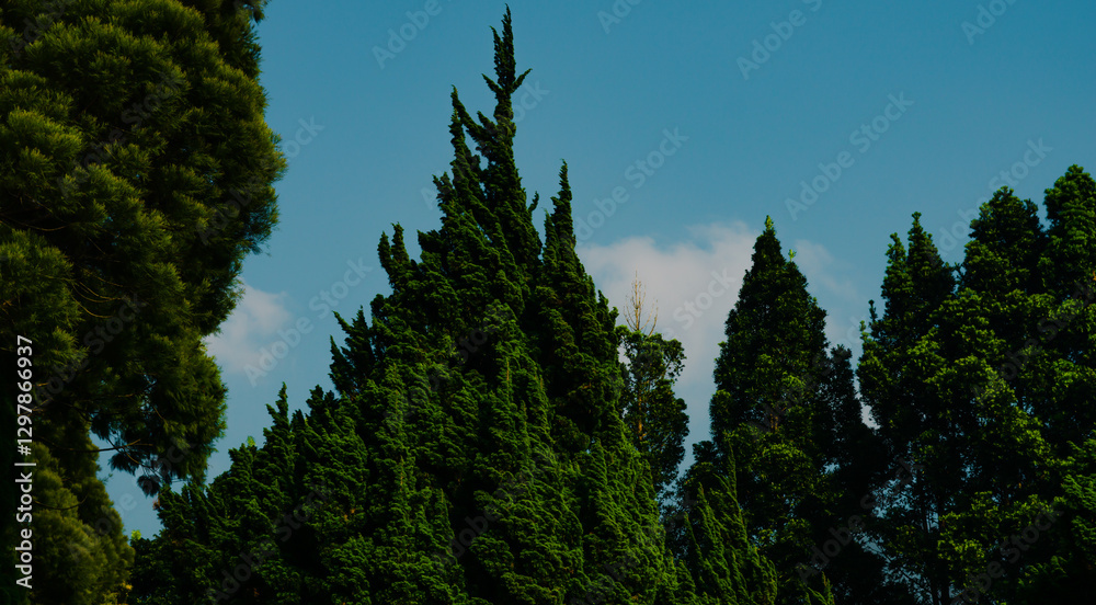 This photograph captures a stunning view of tall coniferous trees reaching toward the sky This photograph captures a stunning view of tall coniferous trees reaching toward the sky