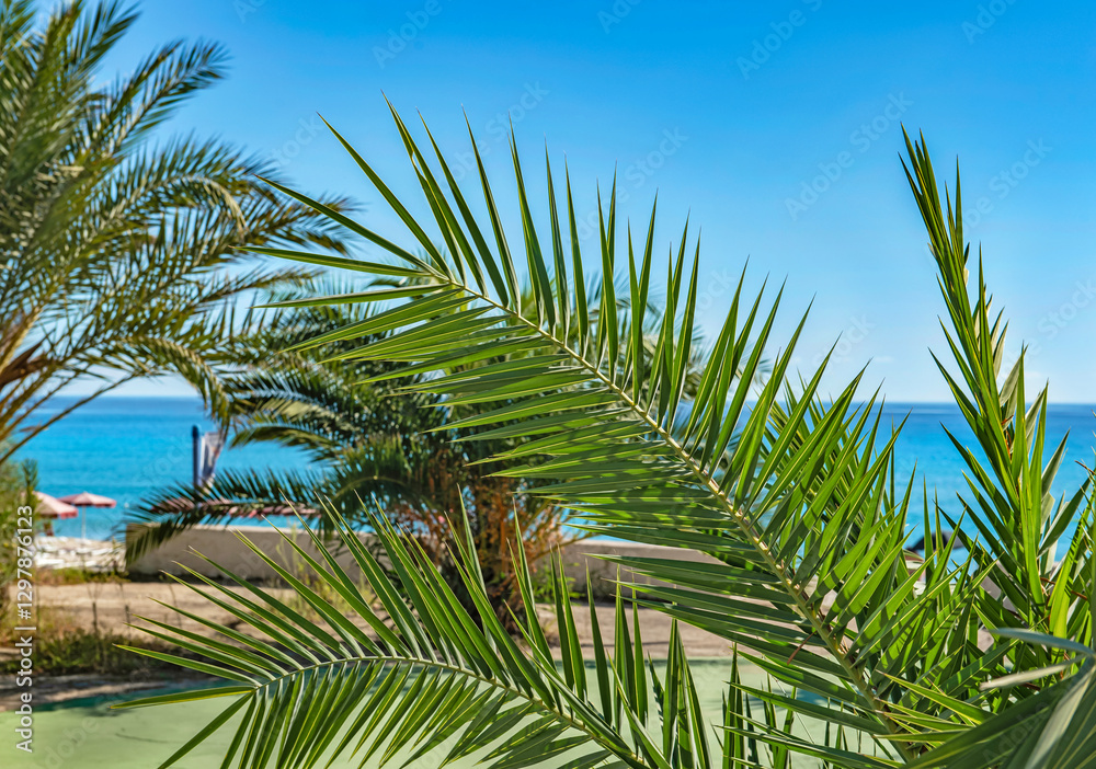 Fototapeta premium closeup on green leaf of palm tree in front of a beach under sunny sky in Sardinia island, Italy.