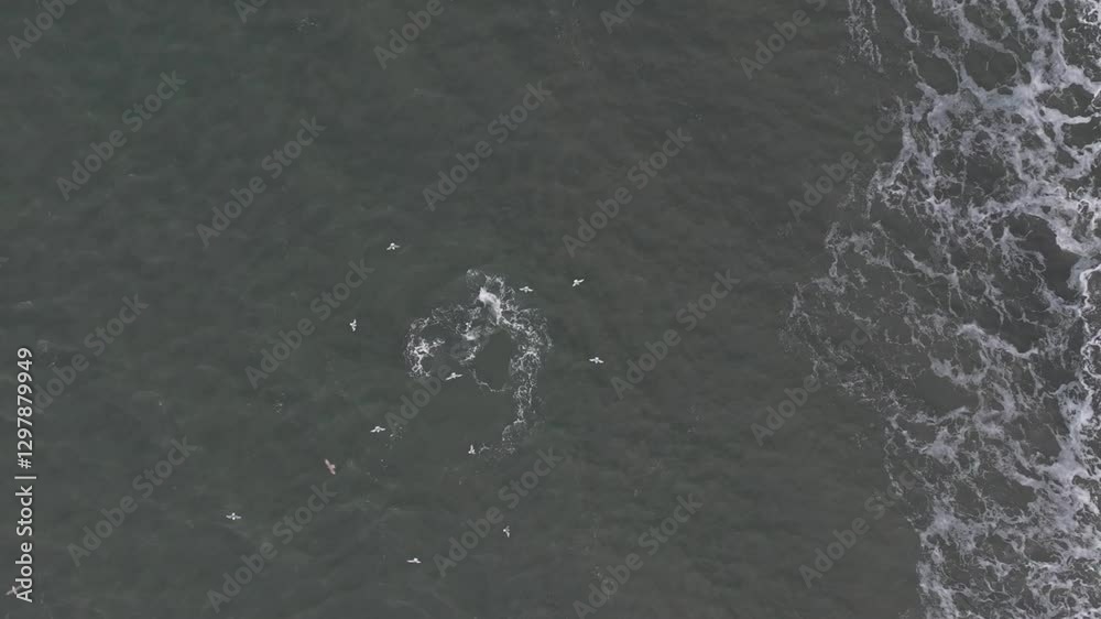 Top View Of Humpback Whale Near The Shore Of Reynisfjara Beach In Iceland With Birds Flying Above. aerial shot, slow motion Top View Of Humpback Whale Near The Shore Of Reynisfjara Beach In Iceland With Birds Flying Above. aerial shot, slow motion