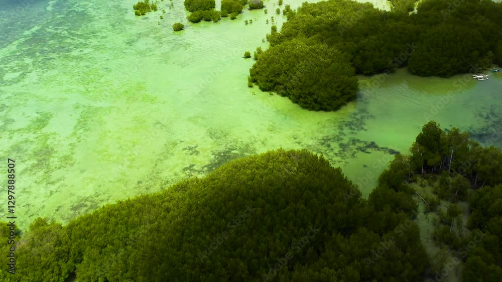 Aerial view of mangrove forest and clear sea water. Rainforest in Bantayan Island. Cebu, Philippines. Aerial view of mangrove forest and clear sea water. Rainforest in Bantayan Island. Cebu, Philippines.