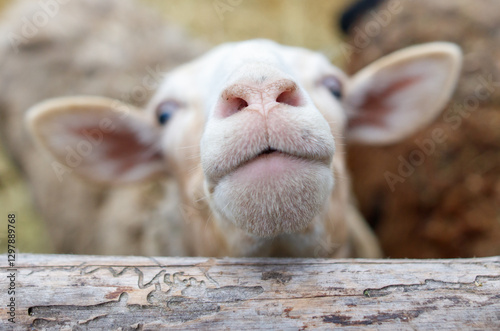 A white sheep with a pink nose is looking at the camera