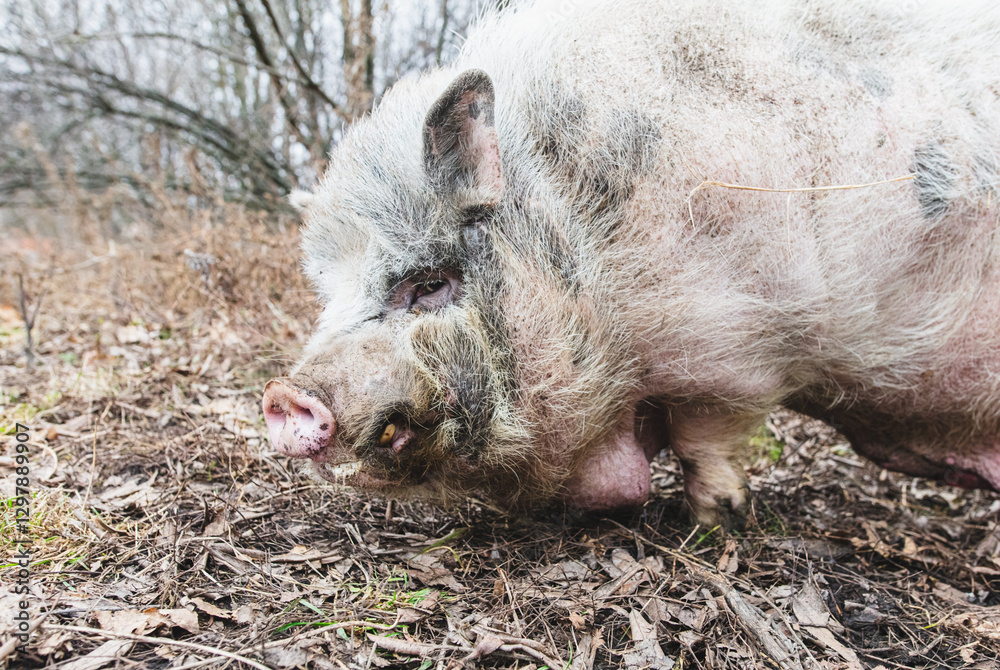 A pig is laying on the ground with its head down A pig is laying on the ground with its head down