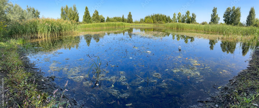 Fototapeta premium A pond with a lot of plants and trees surrounding it