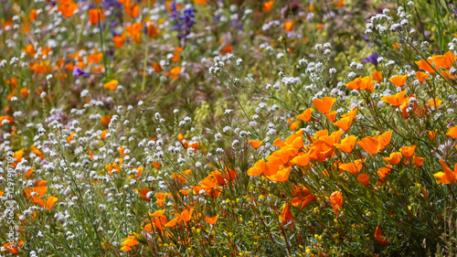 Foto golden poppy flowers in wildflower meadow at Diamond valley lake, California