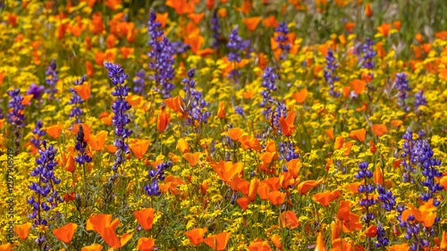 Fototapeta Naklejka Na Ścianę i Meble -  Close up view of California poppy and Lupin wildflowers at Diamond valley lake