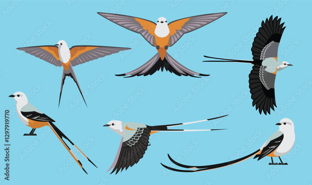 Αυτοκόλλητο Bird Scissor-Tailed Flycatcher Various Poses Cartoon Vector Character