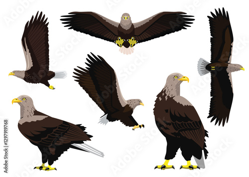 White-Tailed Eagle Various Poses Cartoon Vector Illustration