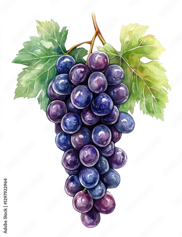 Fototapeta premium Watercolor painting of a bunch of ripe dark purple grapes with green leaves.