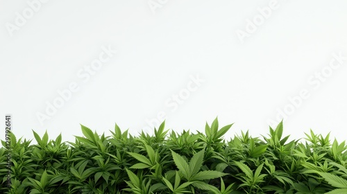 Cannabis Leaf Field: Close-up of lush green cannabis leaves arranged in a field, creating a dense, textured pattern with soft shadows.