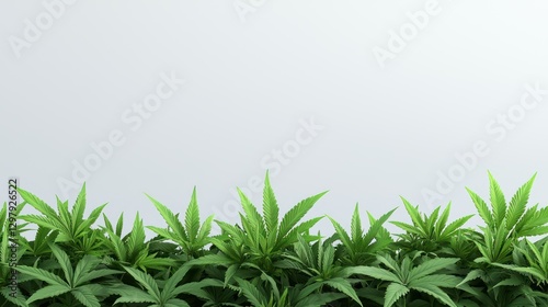 Cannabis Plants: An array of vibrant cannabis plants thrives, their iconic leaves a vivid green.