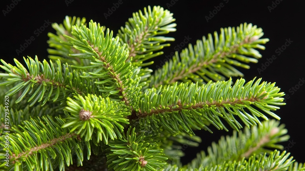 Obraz premium Close-Up Shot of Fresh Green Fir Tree Branch with Needles and Texture