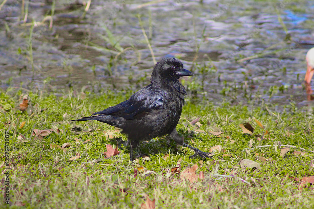 Blackbird near water on grassy ground Blackbird near water on grassy ground