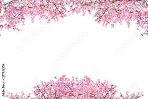 Pink Cherry blossom blooming in spring season isolated on white background.