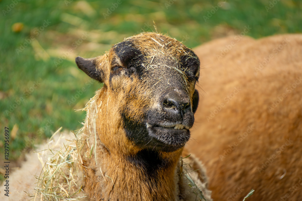 Fototapeta premium Cameroon sheep lying on green grass, farm animal resting, frontal portrait, head close-up. sleeping sheep on a hot day