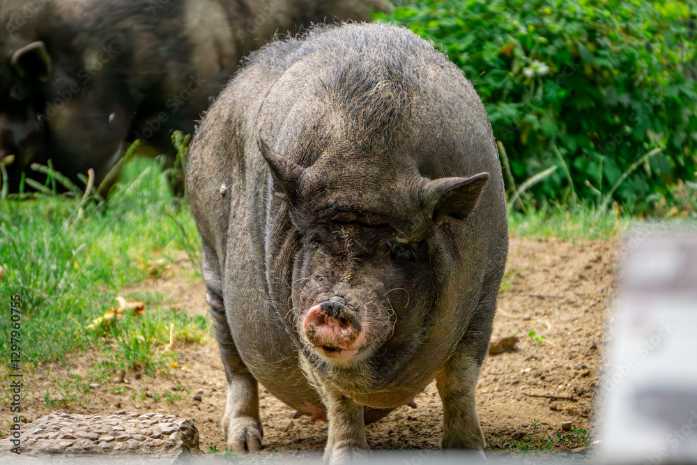 Vietnamese flogger pig lying on the green grass. wild pig, wild animal. a bird eating worms. a bird sitting on a pig's back Vietnamese flogger pig lying on the green grass. wild pig, wild animal. a bird eating worms. a bird sitting on a pig's back
