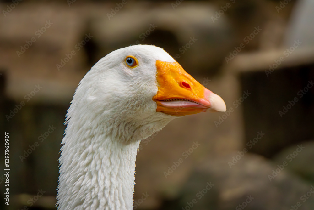 portrait of a goose animal with a close-up of the big orange beak, head and eyes. large breeding bird portrait of a goose animal with a close-up of the big orange beak, head and eyes. large breeding bird
