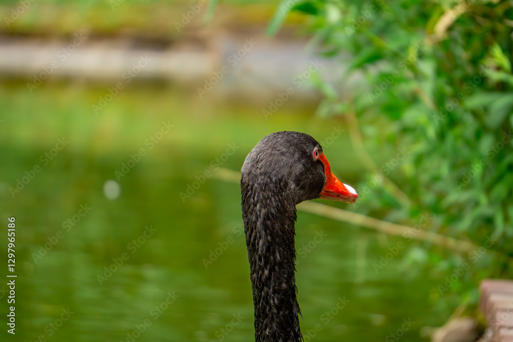 Fototapeta premium black swan wild water bird on the pond