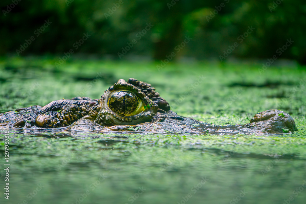 Obraz premium caiman crocodile, a large aquatic and terrestrial reptile, hunting in water overgrown with green vegetation. eyes and muzzle of a crocodile resting in the water. animal in hiding
