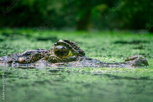 caiman crocodile, a large aquatic and terrestrial reptile, hunting in water overgrown with green vegetation. eyes and muzzle of a crocodile resting in the water. animal in hiding