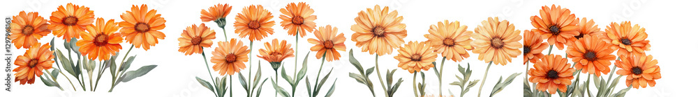 Vibrant orange daisy flowers blooming in a lush green summer meadow with a natural botanical background The florals have a bright sunny and fresh appearance Vibrant orange daisy flowers blooming in a lush green summer meadow with a natural botanical background The florals have a bright sunny and fresh appearance