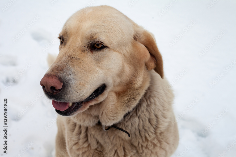 Loyal Labrador standing in a quiet, snow-covered village. Loyal Labrador standing in a quiet, snow-covered village.