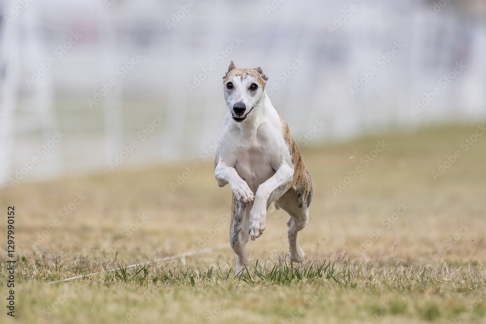 Whippet Running Lure Course Sprint Dog Sport Whippet Running Lure Course Sprint Dog Sport