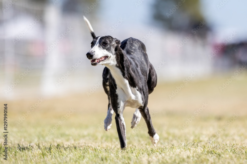 Whippet Running Lure Course Sprint Dog Sport Whippet Running Lure Course Sprint Dog Sport