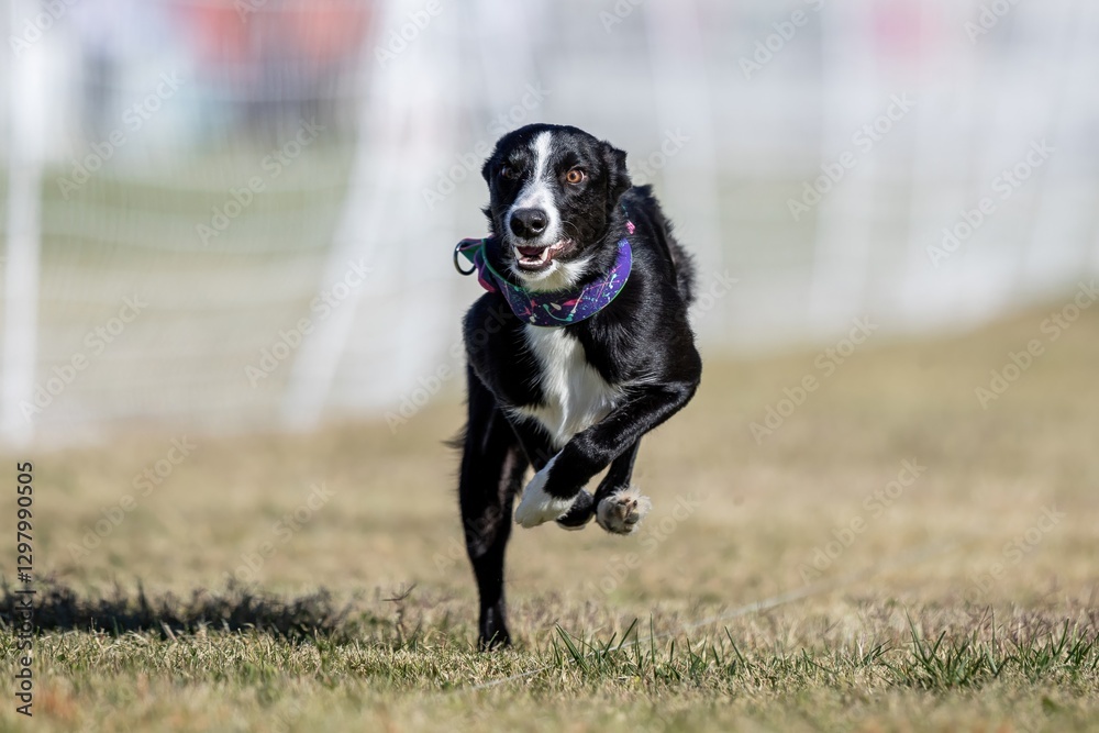 Smooth Border Collie Running Lure Course Sprint Dog Sport Smooth Border Collie Running Lure Course Sprint Dog Sport
