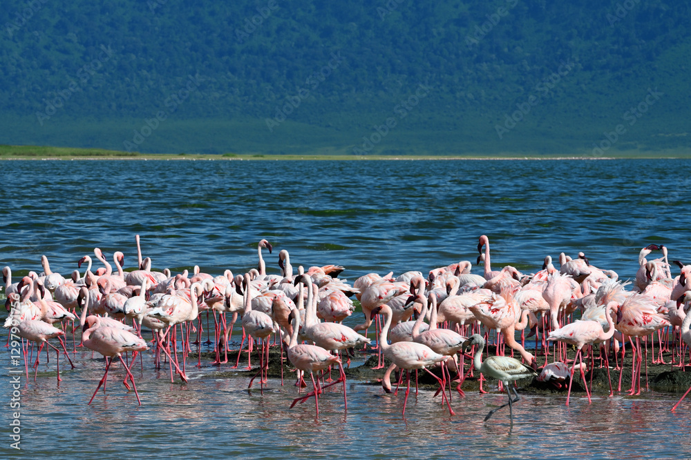 Fototapeta premium Group of flamingos in water, Ngorongoro Conservation Area
