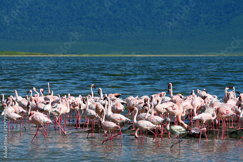 Group of flamingos in water, Ngorongoro Conservation Area photo