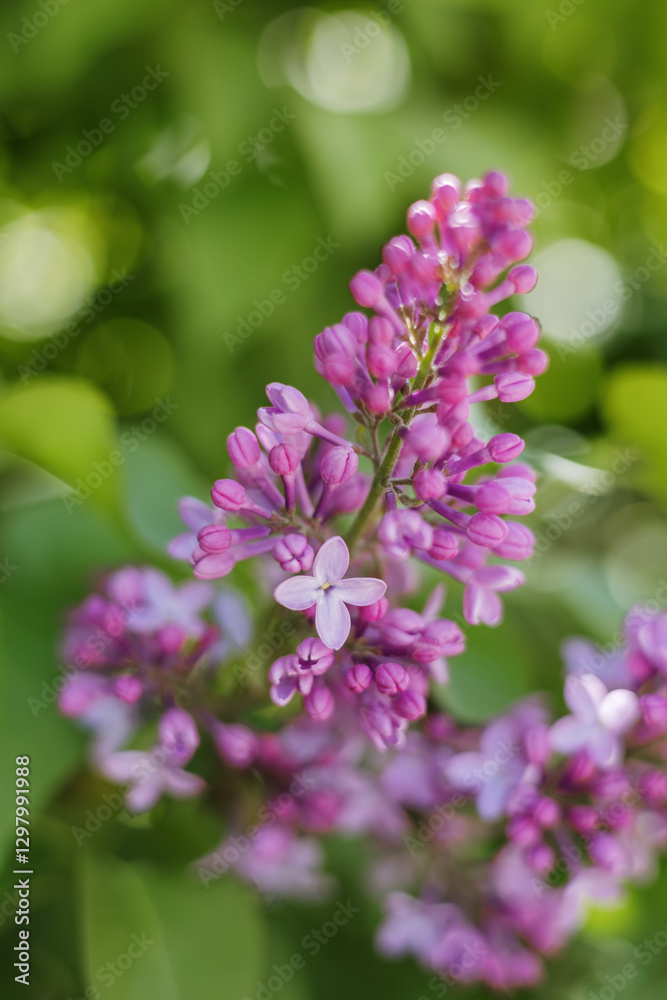 Beautiful purple lilac flowers with lush green background Beautiful purple lilac flowers with lush green background