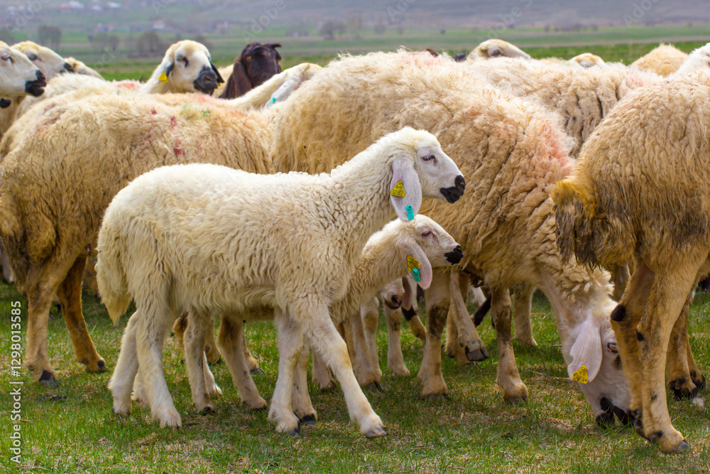 Flock of Sheep Grazing in a Green Meadow. A herd of sheep, predominantly light beige/white, graze peacefully in a grassy field. Flock of Sheep Grazing in a Green Meadow. A herd of sheep, predominantly light beige/white, graze peacefully in a grassy field.