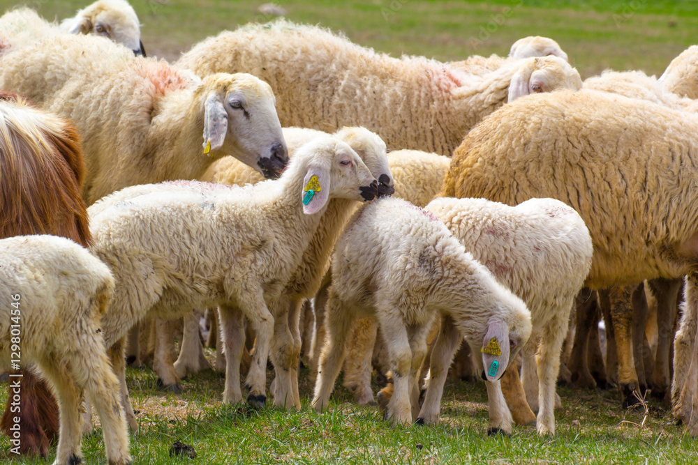 Fluffy Flock of Sheep Grazing in a Lush Meadow. A close-up view of a group of sheep, predominantly light beige/white, grazing peacefully in a grassy field. Fluffy Flock of Sheep Grazing in a Lush Meadow. A close-up view of a group of sheep, predominantly light beige/white, grazing peacefully in a grassy field.