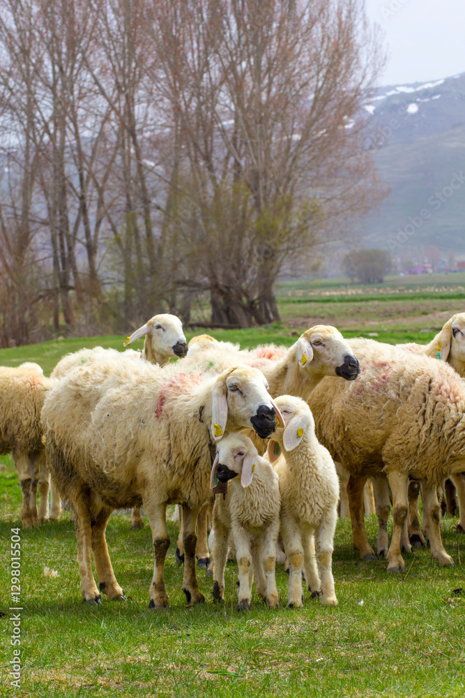 Fototapeta premium Fluffy Flock of Sheep and Lambs in a Spring Meadow. A heartwarming image of a group of sheep, including several lambs, peacefully grazing in a vibrant green meadow.