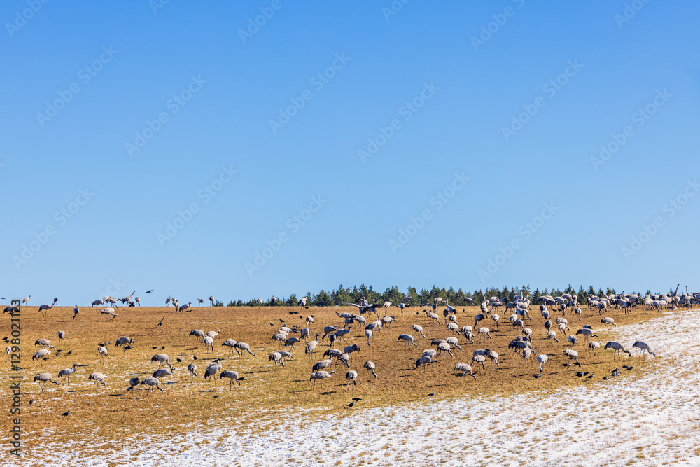 Fototapeta premium Flock of cranes foraging on a hill with snow at spring