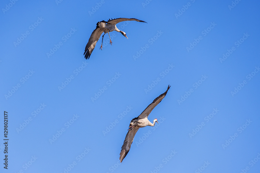 Fototapeta premium Two flying cranes at a blue sky