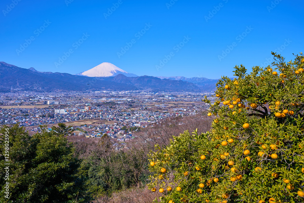 Fototapeta premium 神奈川県小田原市曽我の市街地の眺望(小田原市,富士山,矢倉岳など)