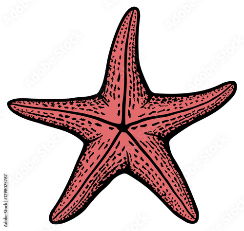 illustration of a pink starfish with black outline without background