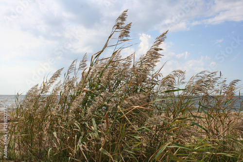 Plant grass reed on the Baltic Sea coast in summer, good weather, wind blowing