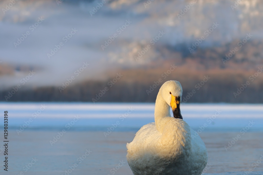 Fototapeta premium swan