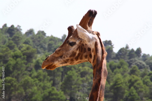 jirafa