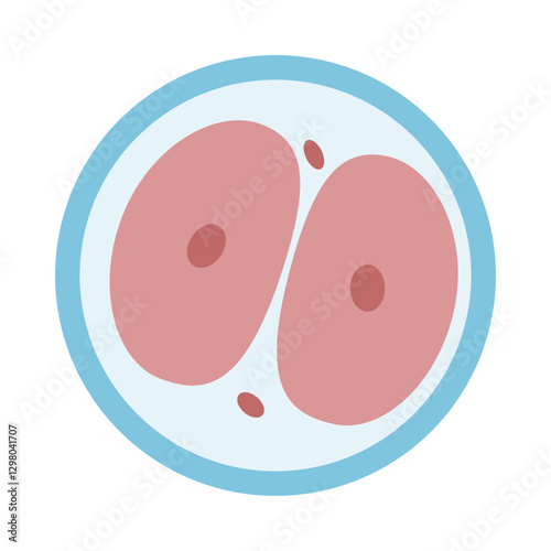 Zygote 2 cell stage colored icon