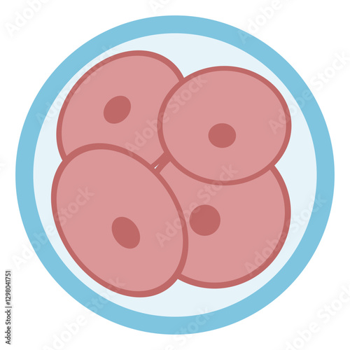 Zygote 3 - 4 cell stage colored icon