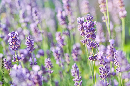 Lavender flower blooming scented field. Bright natural background with sunny reflection.	